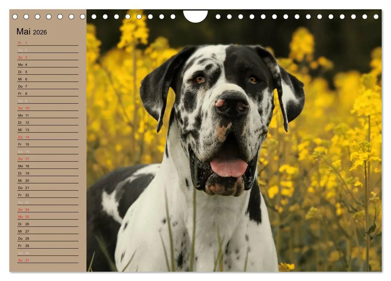 Bild: 9783457965610 | Deutsche Doggen - Sanfte Riesen (Wandkalender 2026 DIN A4 quer),...