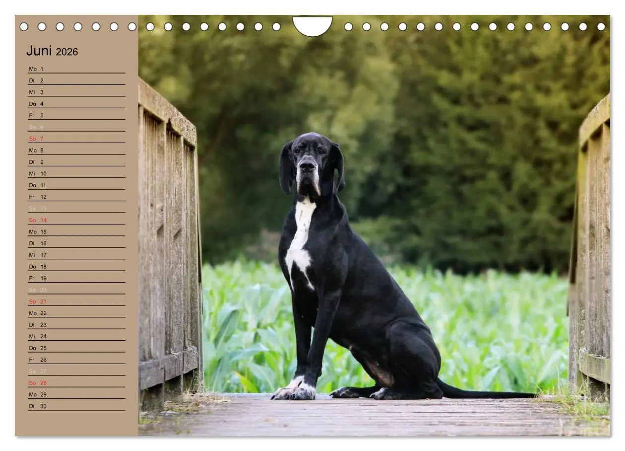 Bild: 9783457965610 | Deutsche Doggen - Sanfte Riesen (Wandkalender 2026 DIN A4 quer),...