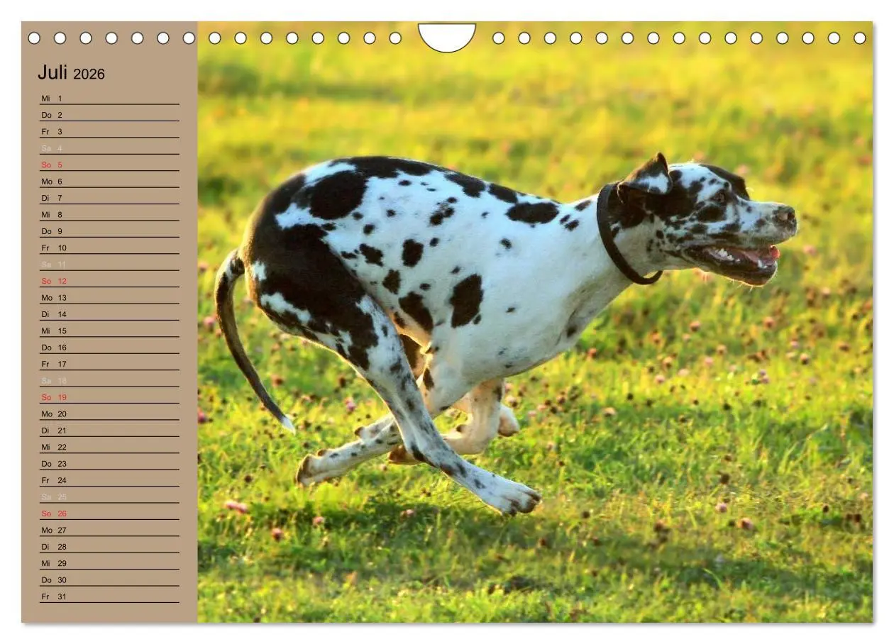 Bild: 9783457965610 | Deutsche Doggen - Sanfte Riesen (Wandkalender 2026 DIN A4 quer),...