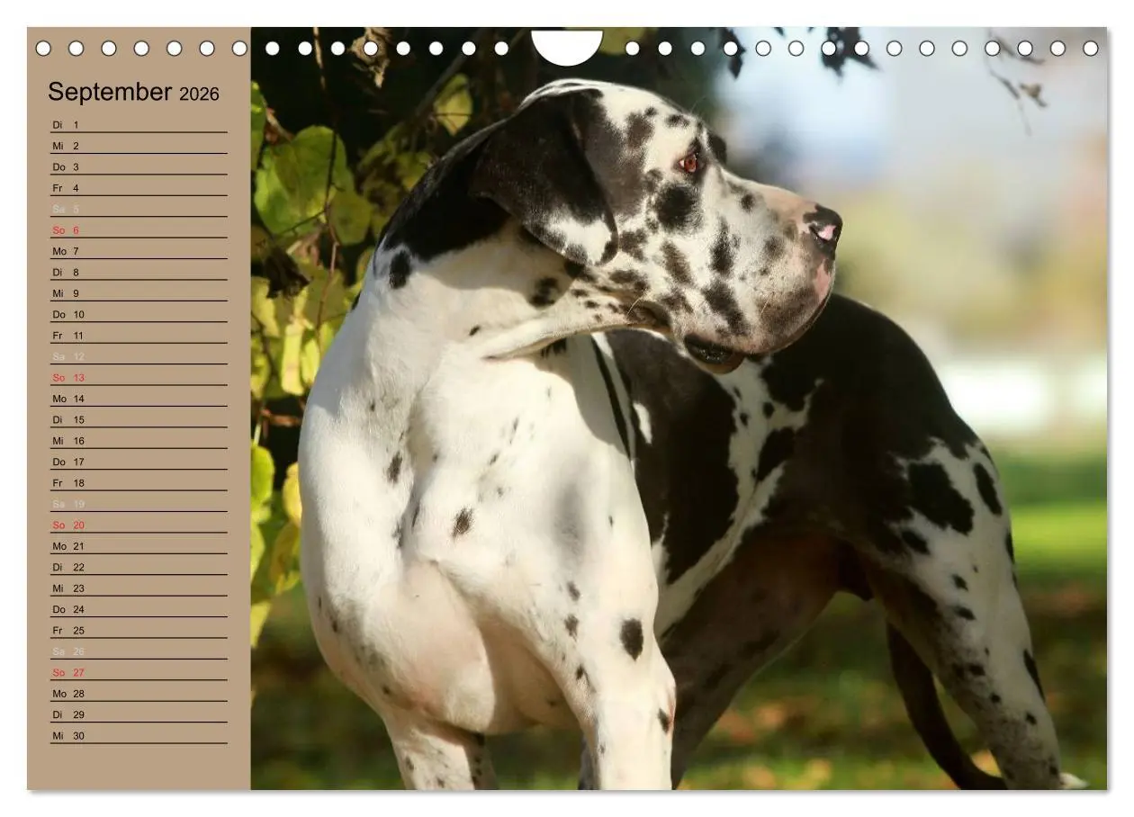 Bild: 9783457965610 | Deutsche Doggen - Sanfte Riesen (Wandkalender 2026 DIN A4 quer),...
