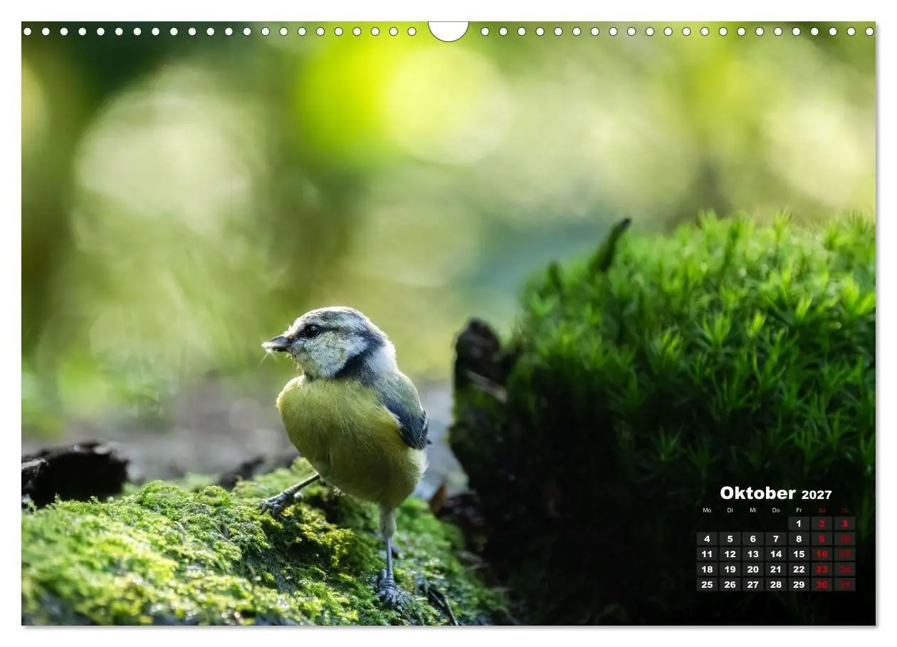 Bild: 9783569205710 | Vögel in heimischen Wäldern (Wandkalender 2027 DIN A3 quer),...