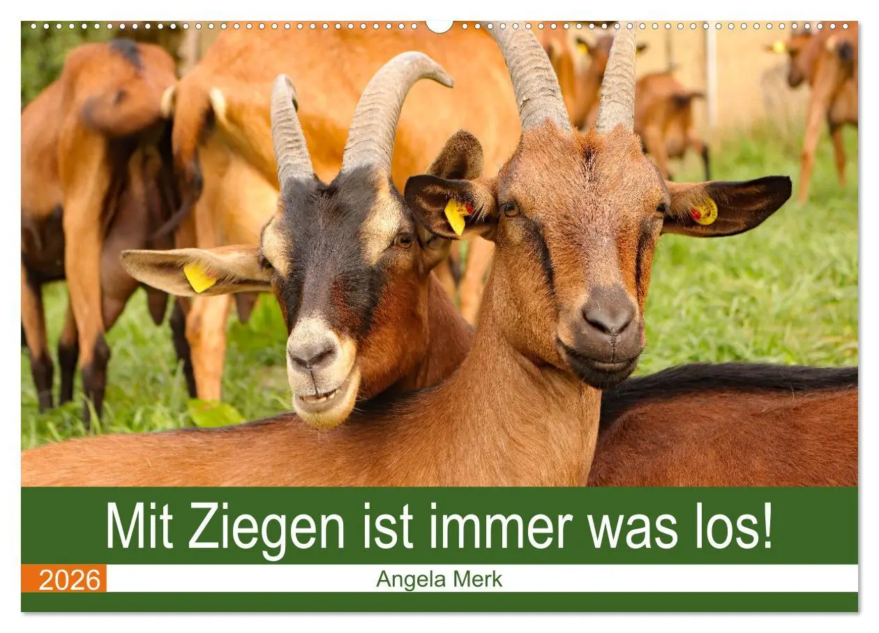 Cover: 9783457635810 | Mit Ziegen ist immer was los! (Wandkalender 2026 DIN A2 quer),...
