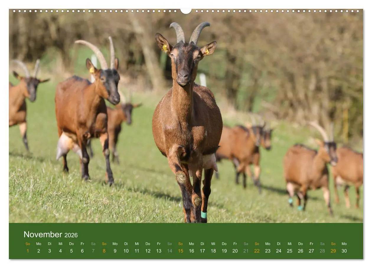 Bild: 9783457635810 | Mit Ziegen ist immer was los! (Wandkalender 2026 DIN A2 quer),...