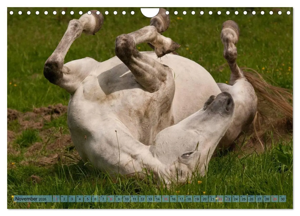 Bild: 9783457986110 | Lustiger Schimmel - ein Pferd mit Humor (Wandkalender 2026 DIN A4...