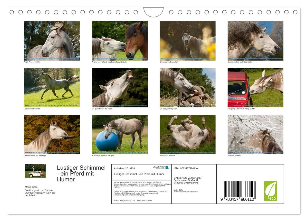 Bild: 9783457986110 | Lustiger Schimmel - ein Pferd mit Humor (Wandkalender 2026 DIN A4...