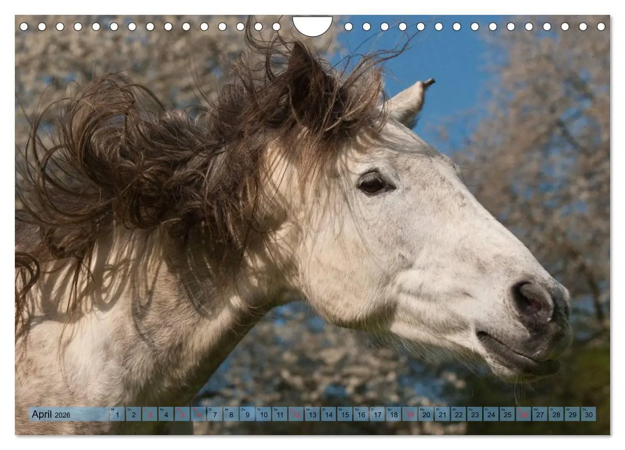 Bild: 9783457986110 | Lustiger Schimmel - ein Pferd mit Humor (Wandkalender 2026 DIN A4...