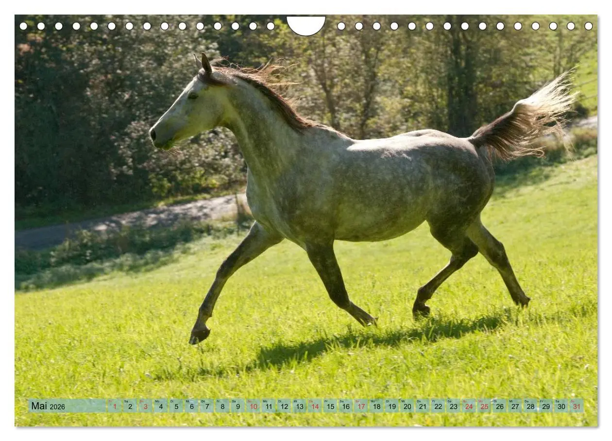 Bild: 9783457986110 | Lustiger Schimmel - ein Pferd mit Humor (Wandkalender 2026 DIN A4...