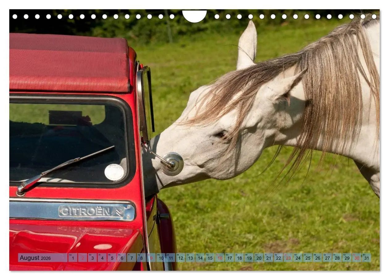 Bild: 9783457986110 | Lustiger Schimmel - ein Pferd mit Humor (Wandkalender 2026 DIN A4...