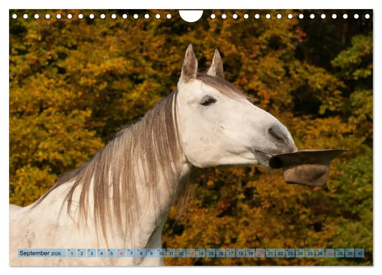 Bild: 9783457986110 | Lustiger Schimmel - ein Pferd mit Humor (Wandkalender 2026 DIN A4...