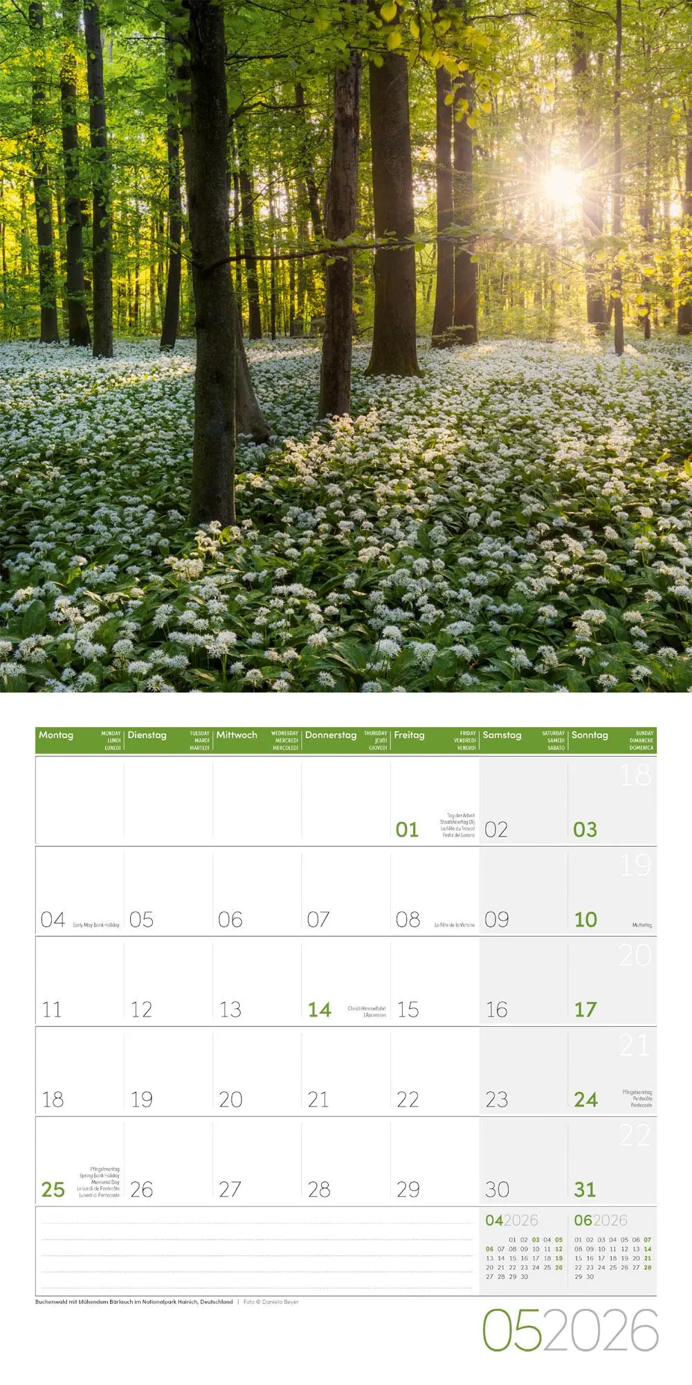 Bild: 9783838446110 | Zauber des Waldes Broschürenkalender 2026 - 30x30 - Art12 | GmbH