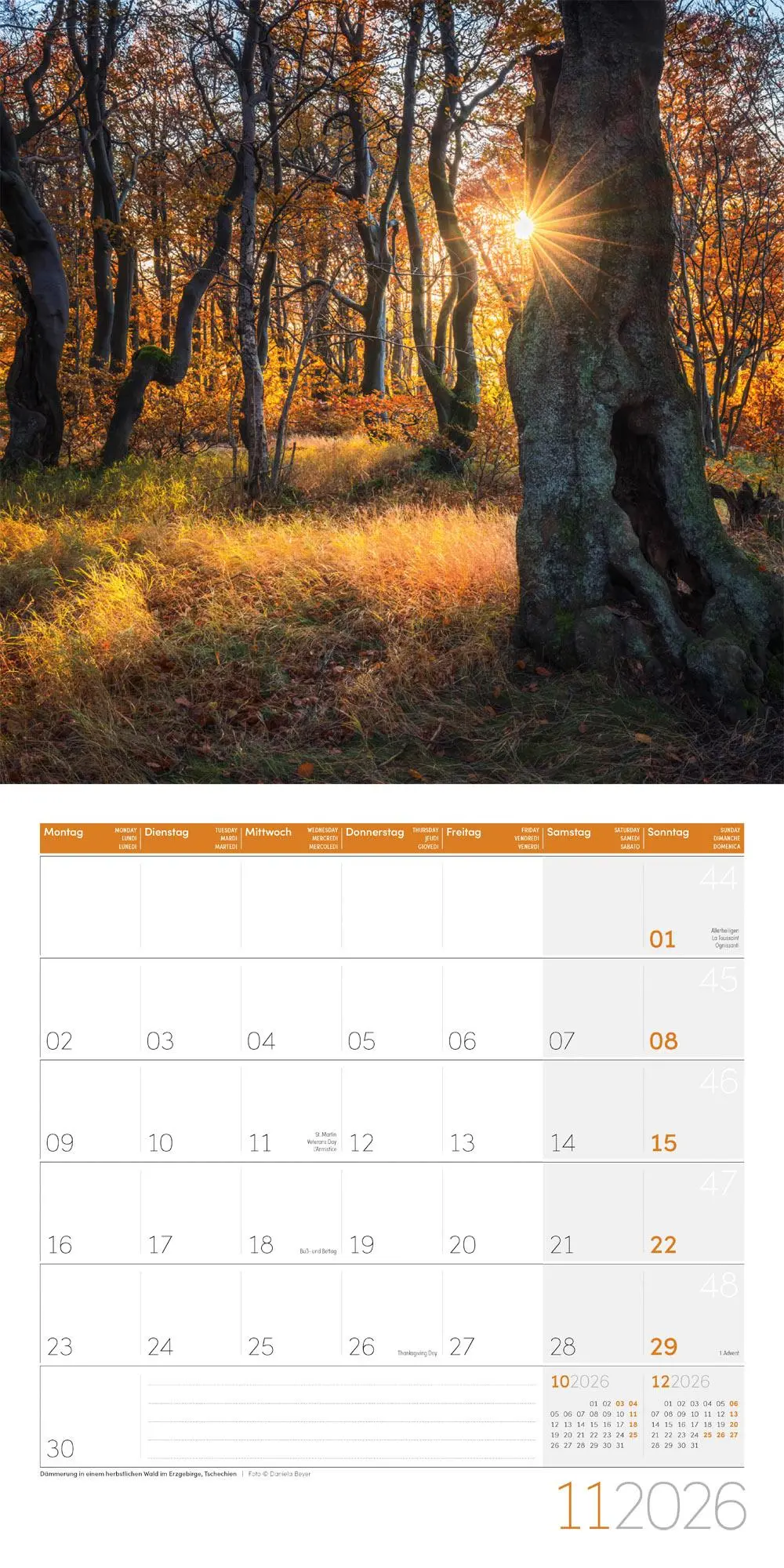 Bild: 9783838446110 | Zauber des Waldes Broschürenkalender 2026 - 30x30 - Art12 | GmbH