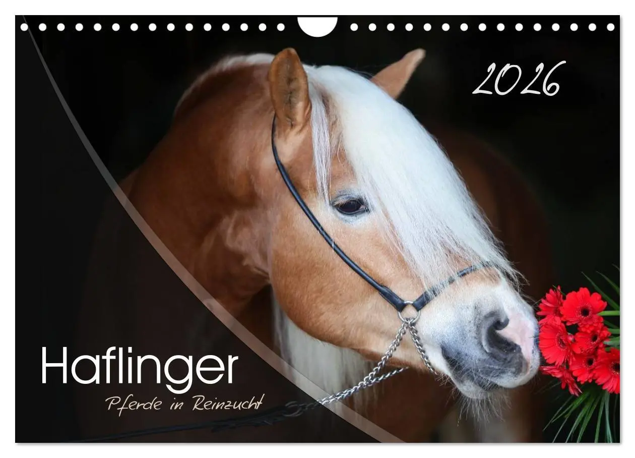 Cover: 9783457976210 | Haflinger-Pferde in Reinzucht (Wandkalender 2026 DIN A4 quer),...