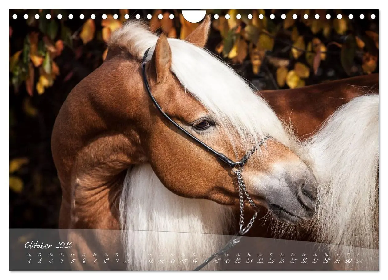 Bild: 9783457976210 | Haflinger-Pferde in Reinzucht (Wandkalender 2026 DIN A4 quer),...