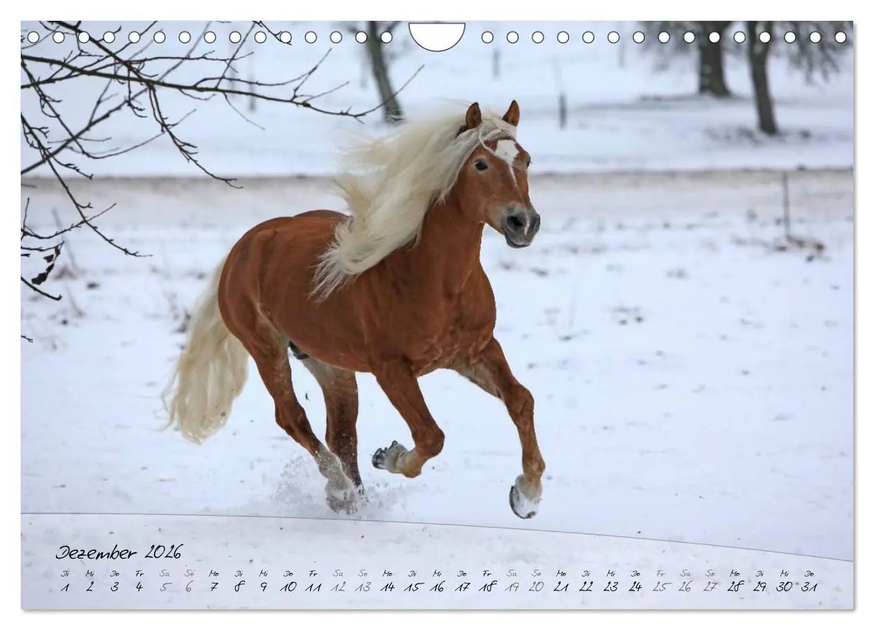 Bild: 9783457976210 | Haflinger-Pferde in Reinzucht (Wandkalender 2026 DIN A4 quer),...