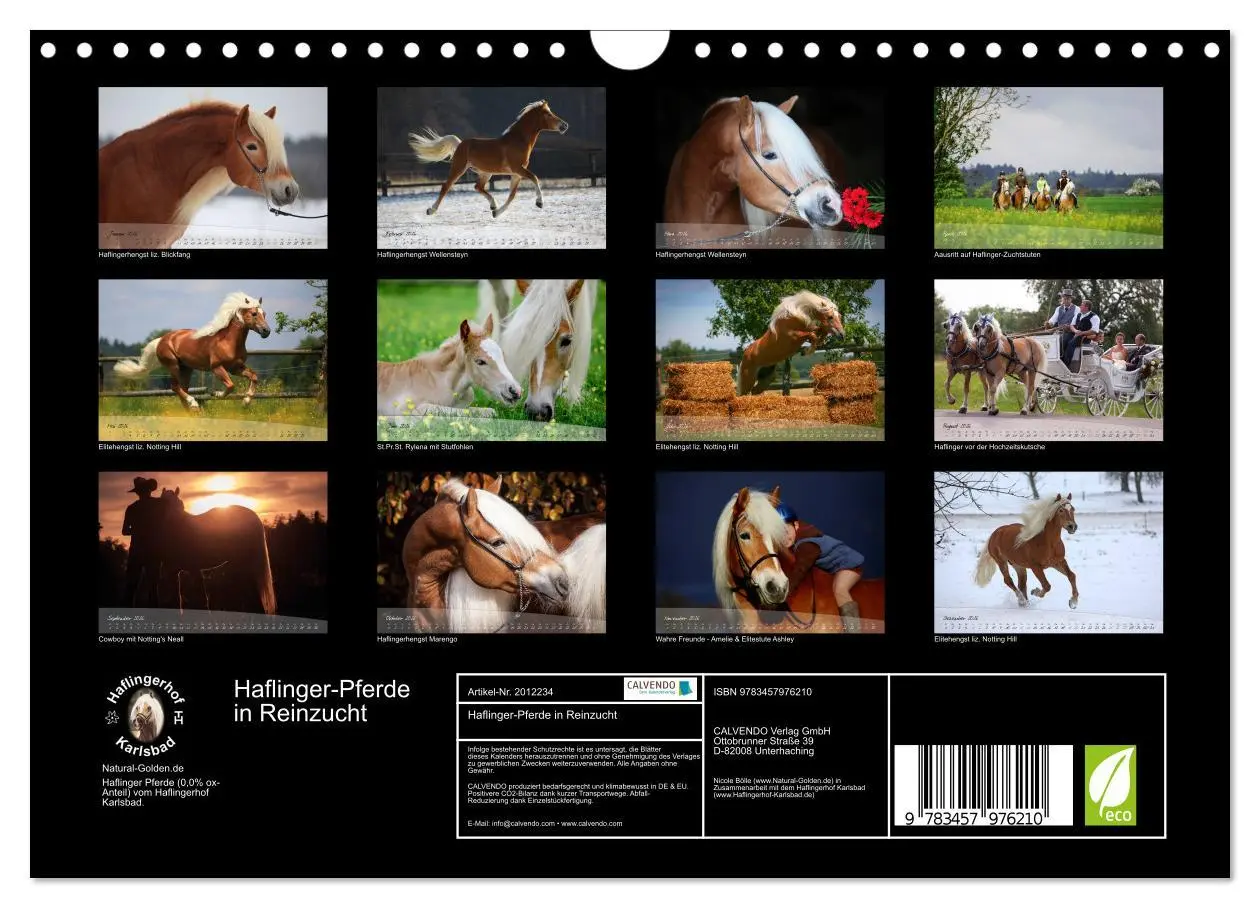 Bild: 9783457976210 | Haflinger-Pferde in Reinzucht (Wandkalender 2026 DIN A4 quer),...