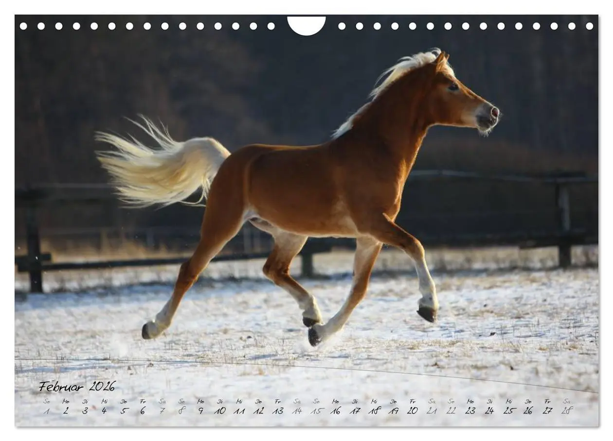 Bild: 9783457976210 | Haflinger-Pferde in Reinzucht (Wandkalender 2026 DIN A4 quer),...