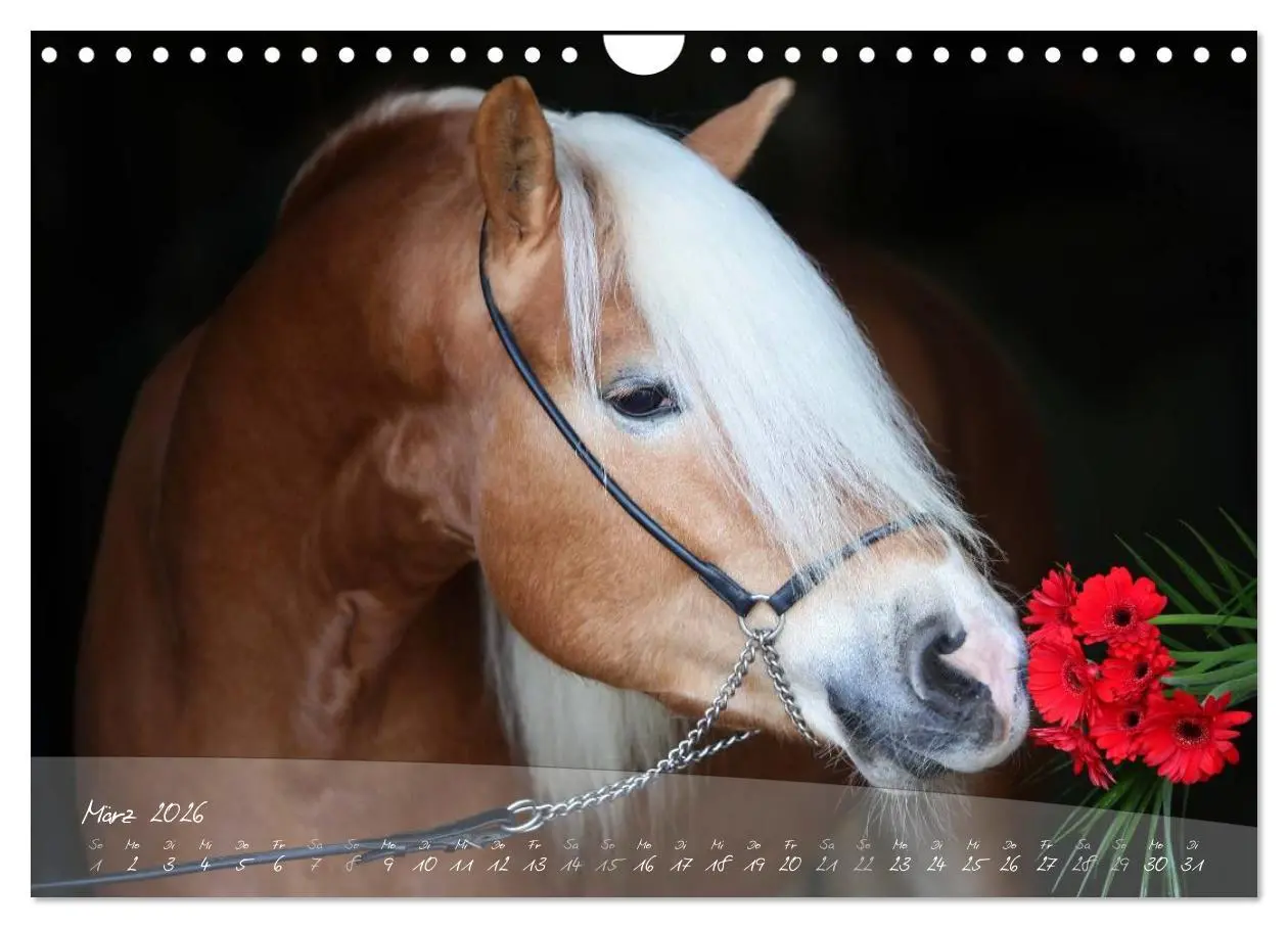 Bild: 9783457976210 | Haflinger-Pferde in Reinzucht (Wandkalender 2026 DIN A4 quer),...