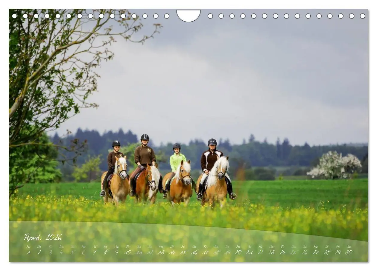 Bild: 9783457976210 | Haflinger-Pferde in Reinzucht (Wandkalender 2026 DIN A4 quer),...
