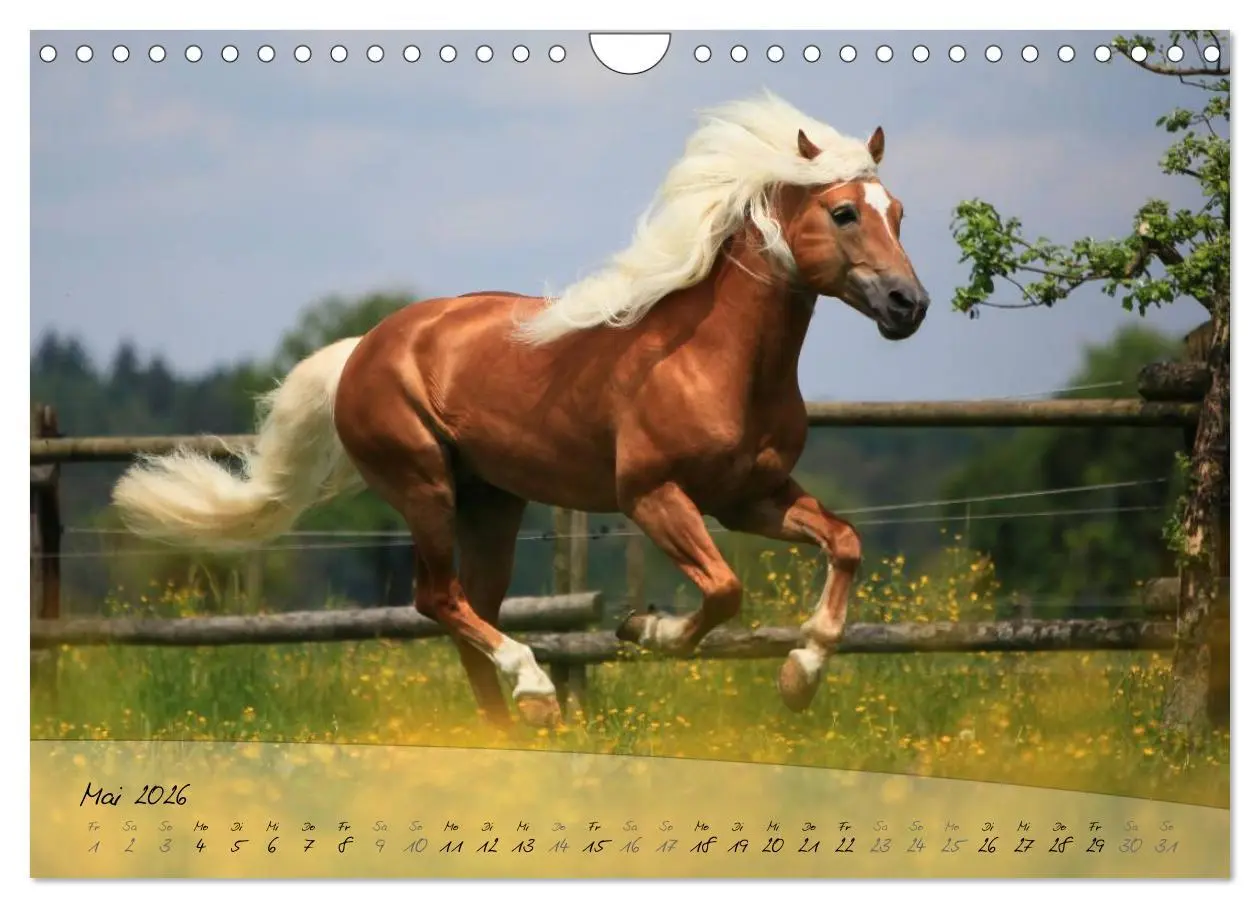 Bild: 9783457976210 | Haflinger-Pferde in Reinzucht (Wandkalender 2026 DIN A4 quer),...
