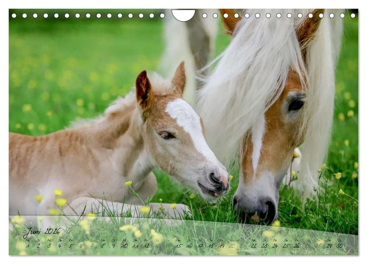 Bild: 9783457976210 | Haflinger-Pferde in Reinzucht (Wandkalender 2026 DIN A4 quer),...