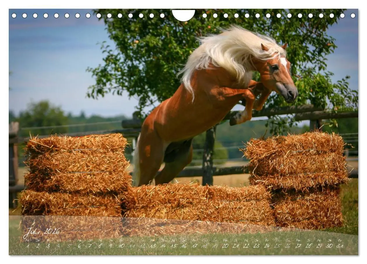 Bild: 9783457976210 | Haflinger-Pferde in Reinzucht (Wandkalender 2026 DIN A4 quer),...