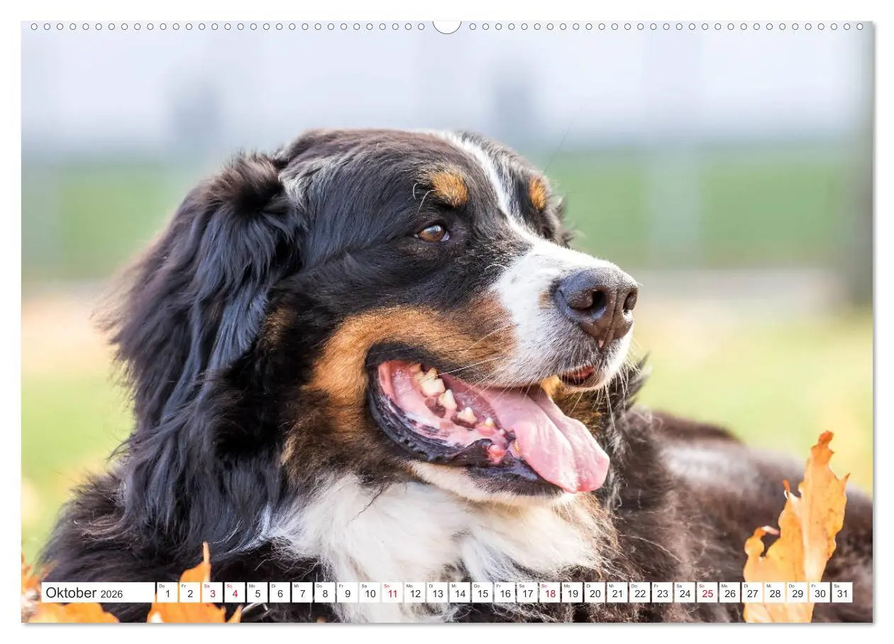 Bild: 9783457726310 | Berner Sennenhunde machen glücklich (hochwertiger Premium...