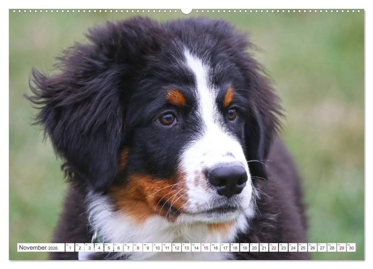 Bild: 9783457726310 | Berner Sennenhunde machen glücklich (hochwertiger Premium...