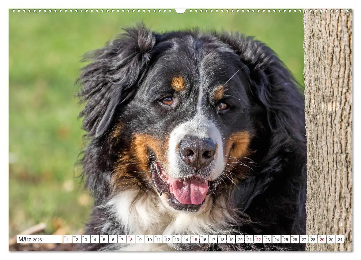 Bild: 9783457726310 | Berner Sennenhunde machen glücklich (hochwertiger Premium...