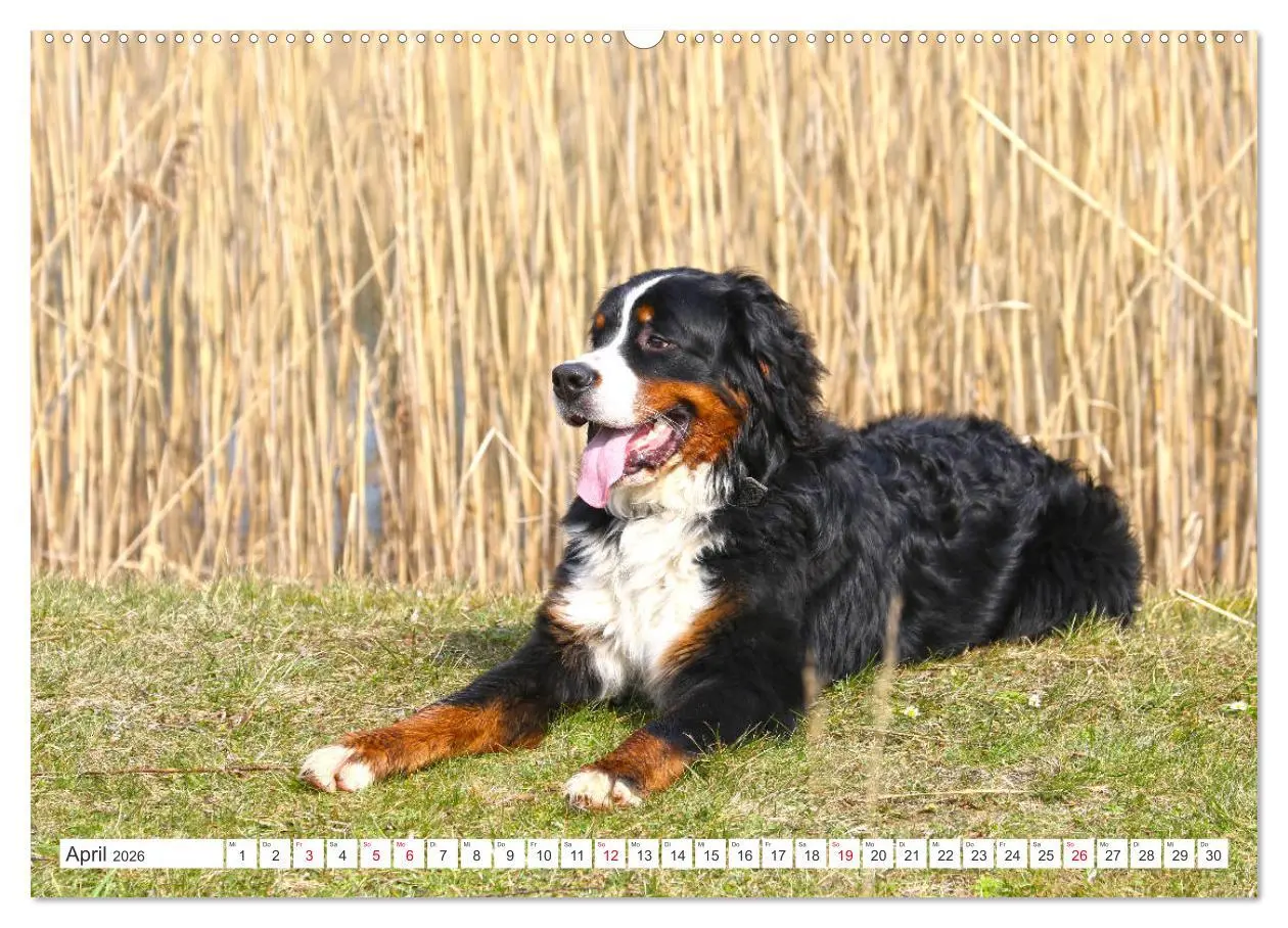 Bild: 9783457726310 | Berner Sennenhunde machen glücklich (hochwertiger Premium...