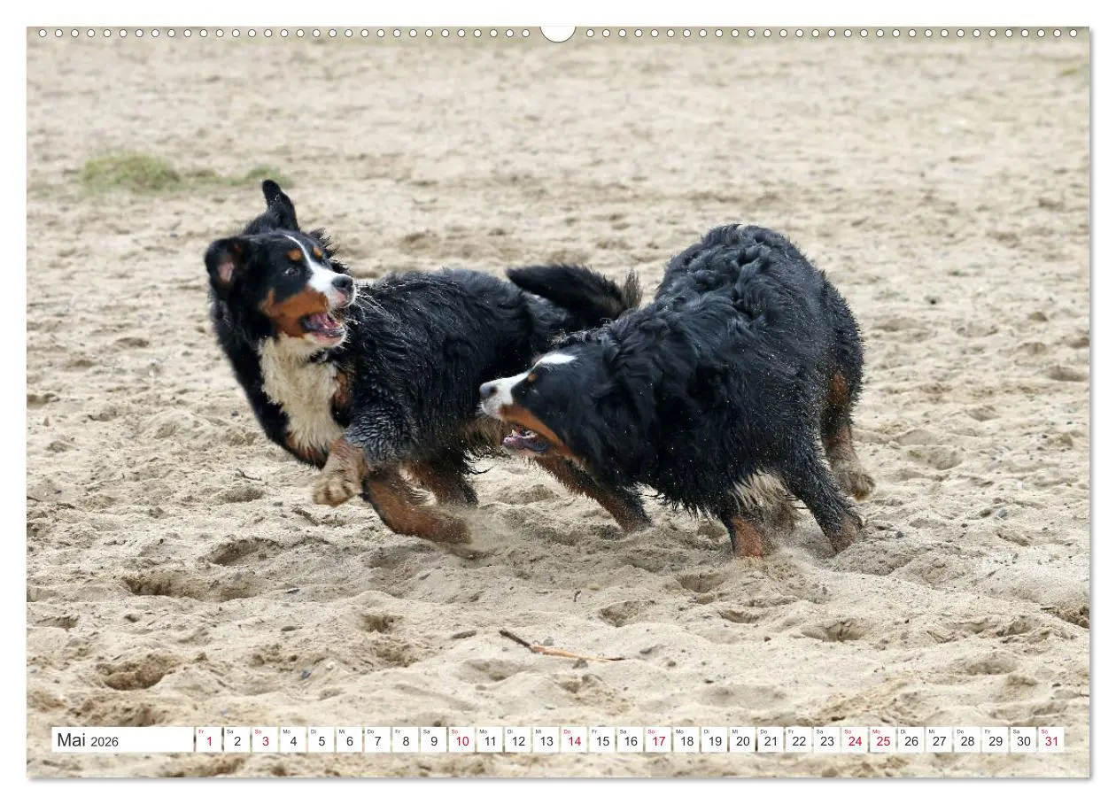 Bild: 9783457726310 | Berner Sennenhunde machen glücklich (hochwertiger Premium...