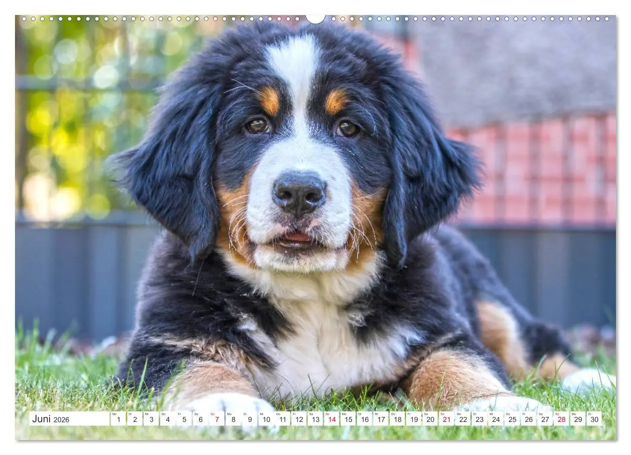 Bild: 9783457726310 | Berner Sennenhunde machen glücklich (hochwertiger Premium...