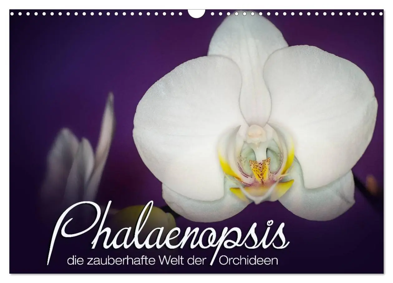 Cover: 9783516126310 | Phalaenopsis - die zauberhafte Welt der Orchideen (Wandkalender...