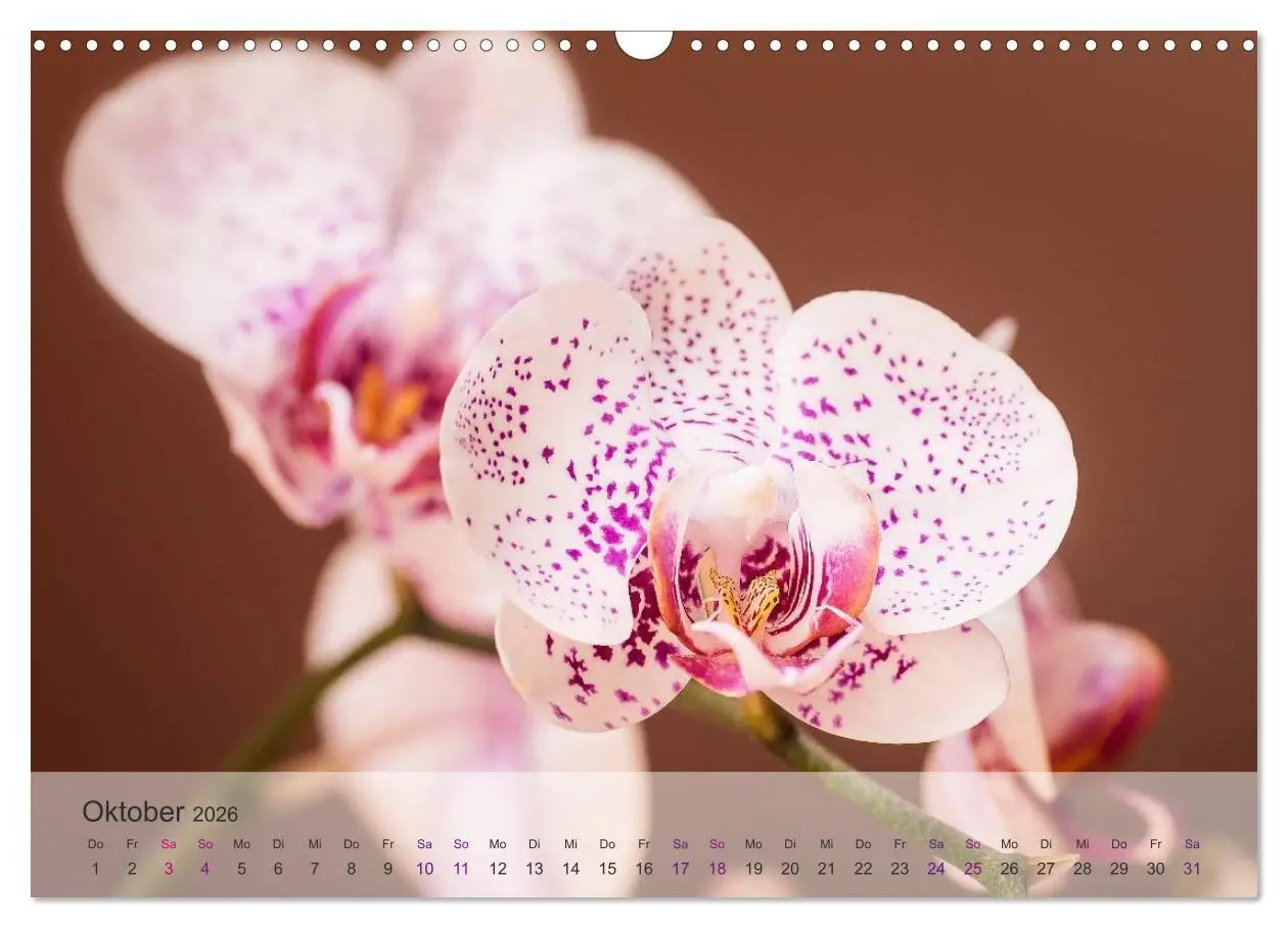 Bild: 9783516126310 | Phalaenopsis - die zauberhafte Welt der Orchideen (Wandkalender...