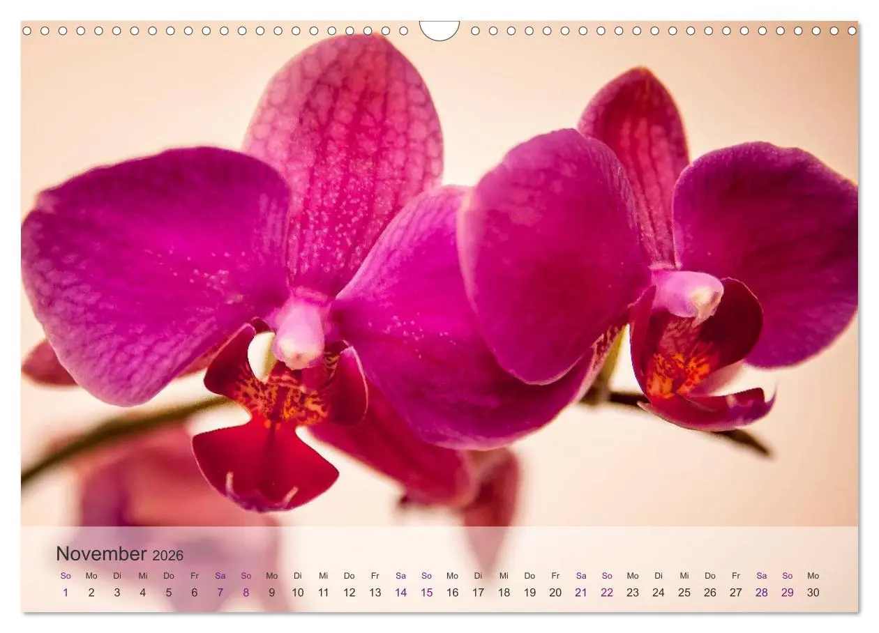 Bild: 9783516126310 | Phalaenopsis - die zauberhafte Welt der Orchideen (Wandkalender...