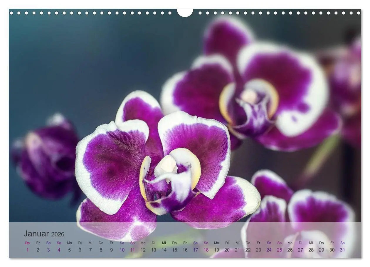 Bild: 9783516126310 | Phalaenopsis - die zauberhafte Welt der Orchideen (Wandkalender...