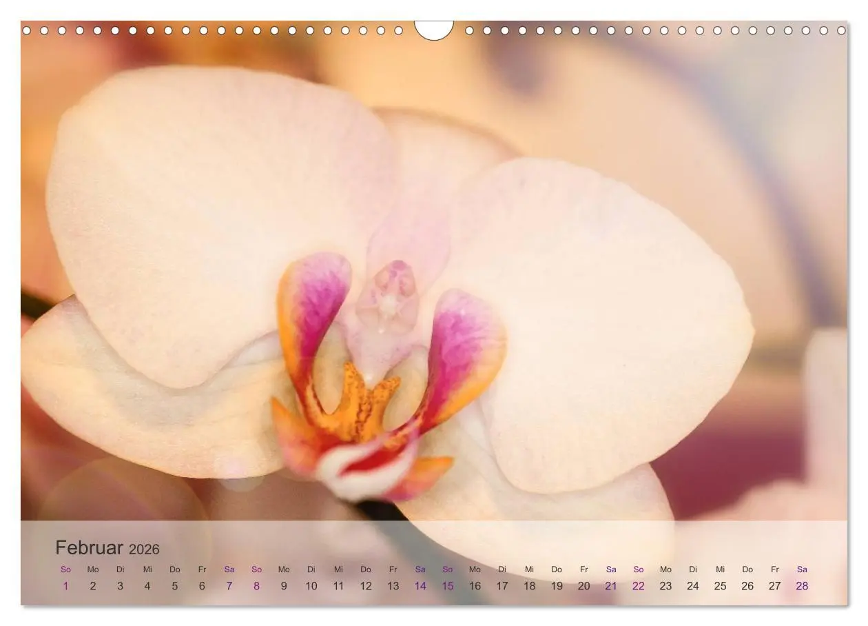 Bild: 9783516126310 | Phalaenopsis - die zauberhafte Welt der Orchideen (Wandkalender...