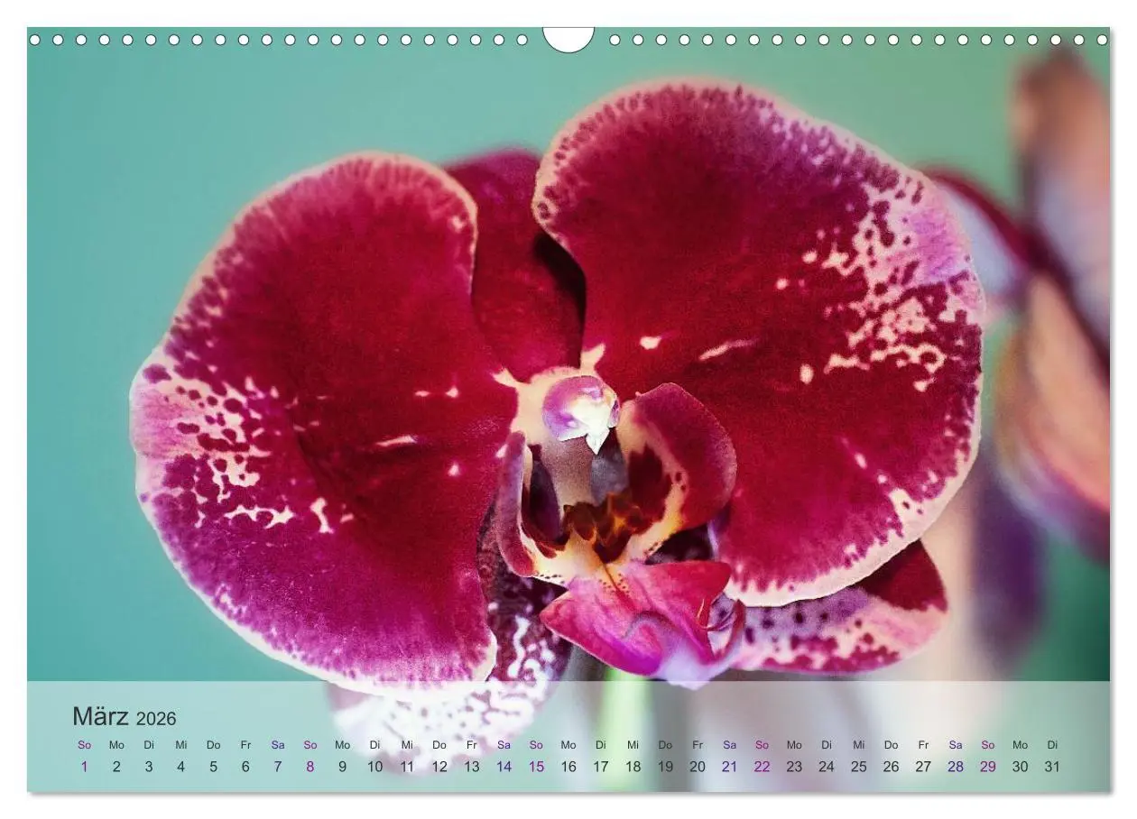 Bild: 9783516126310 | Phalaenopsis - die zauberhafte Welt der Orchideen (Wandkalender...