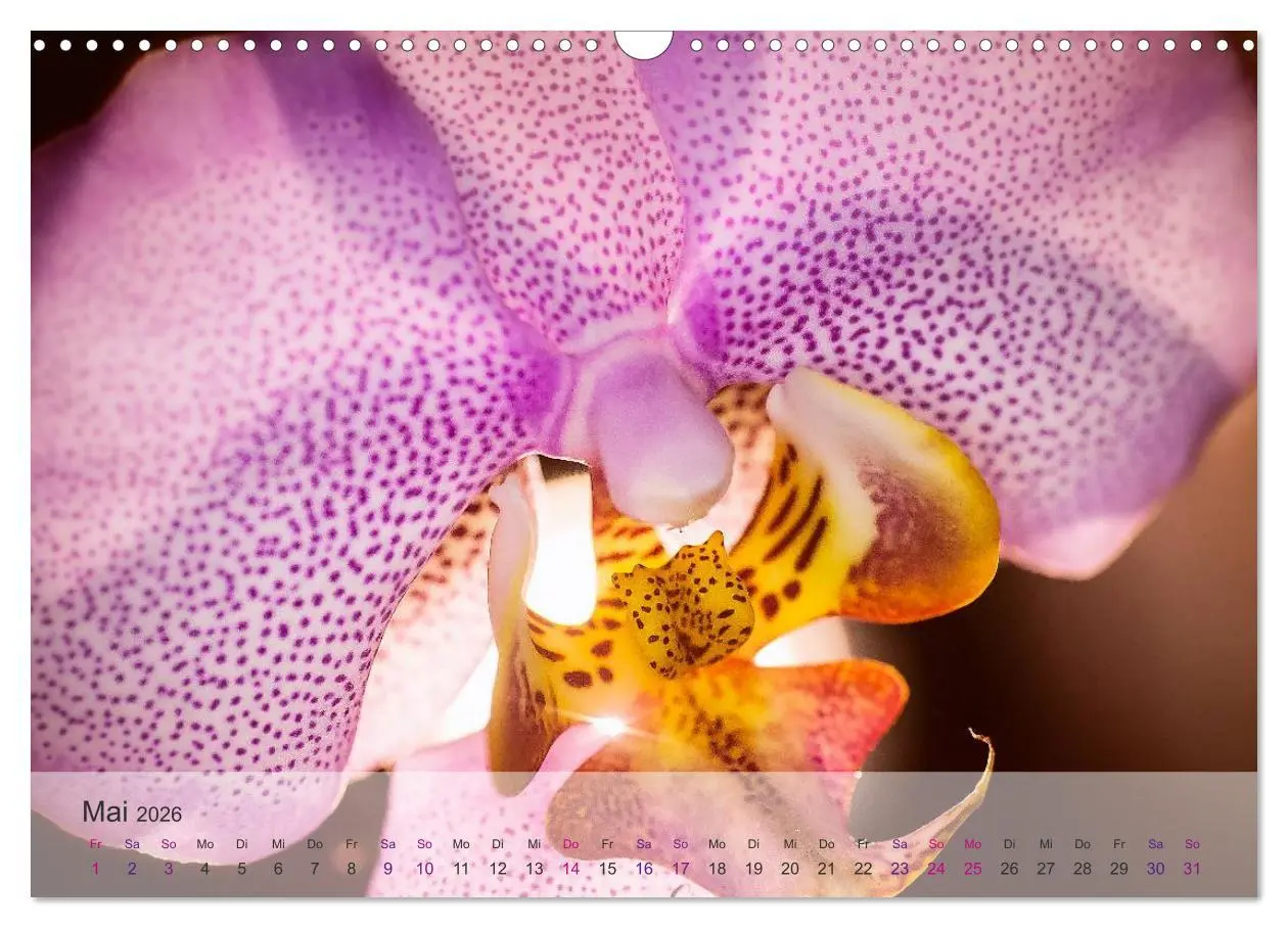 Bild: 9783516126310 | Phalaenopsis - die zauberhafte Welt der Orchideen (Wandkalender...
