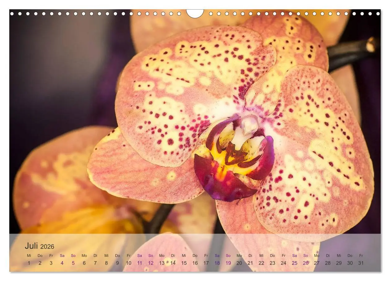 Bild: 9783516126310 | Phalaenopsis - die zauberhafte Welt der Orchideen (Wandkalender...