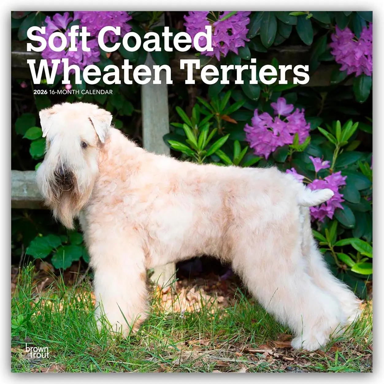 Cover: 9798330706310 | Soft Coated Wheaten Terriers - Soft Coated Wheaten Terrier 2026 -...