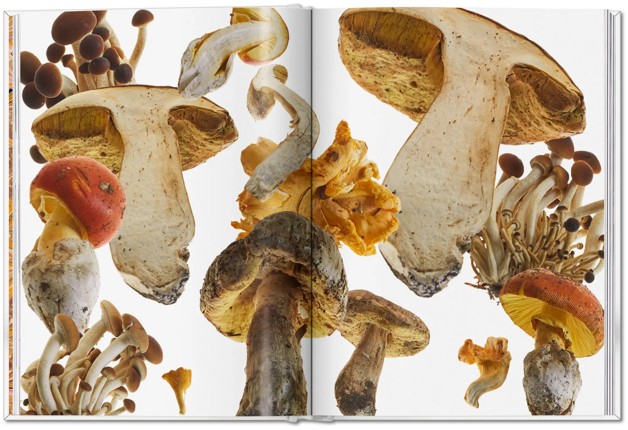 Bild: 9783836586610 | The Gourmand's Mushroom | A Collection of Stories and Recipes | Buch