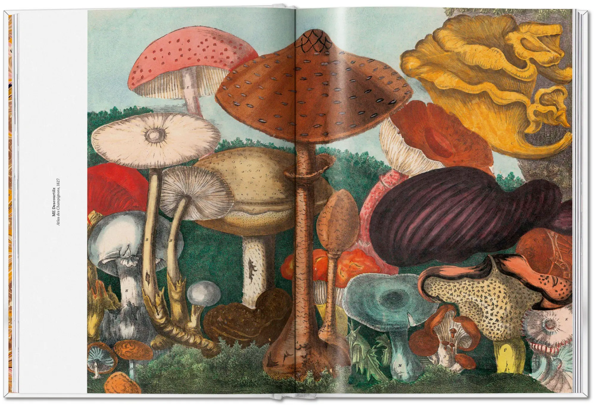 Bild: 9783836586610 | The Gourmand's Mushroom | A Collection of Stories and Recipes | Buch
