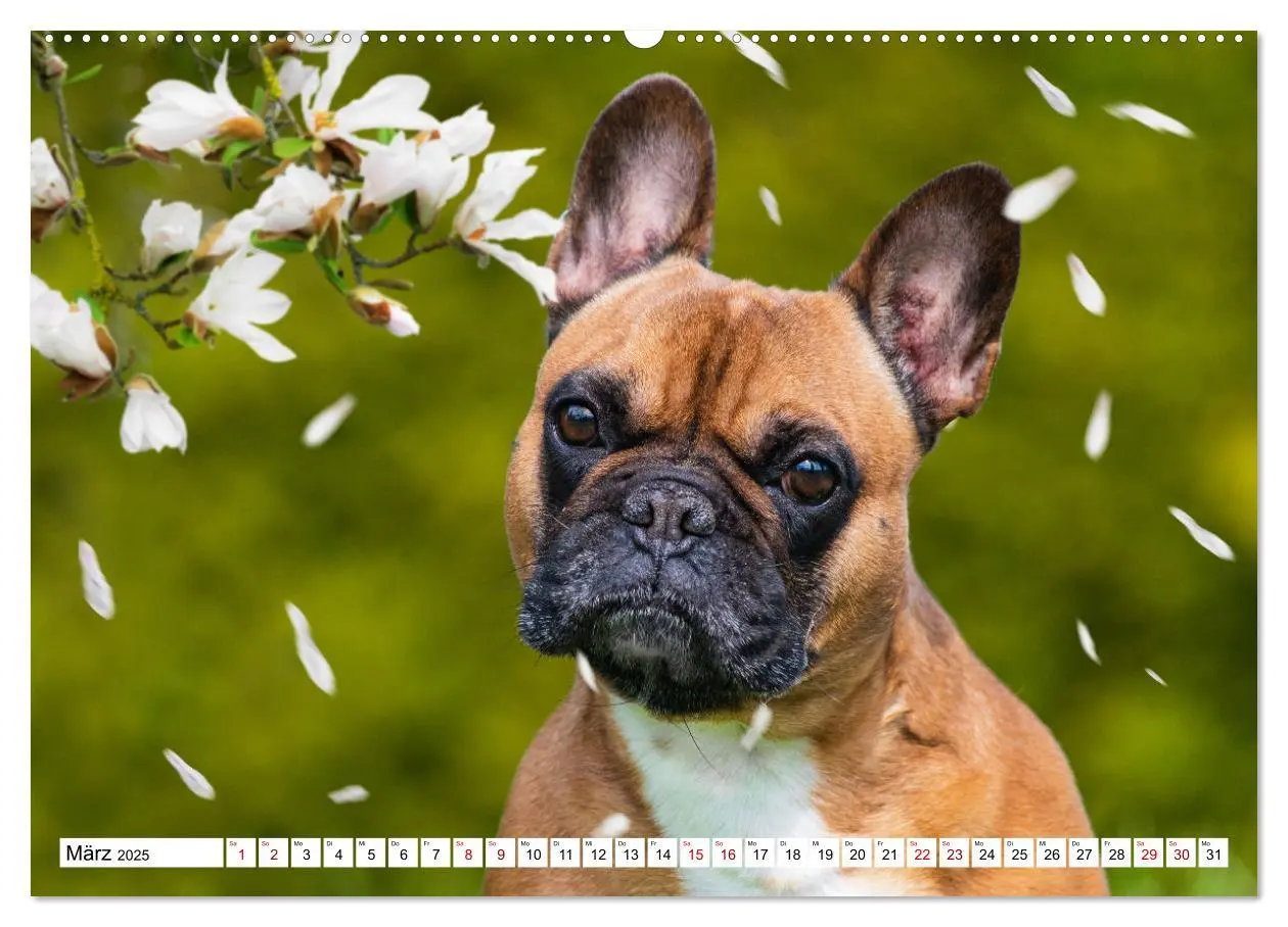 Bild: 9783383986710 | Ohne Hund ist alles nichts - Mit unseren besten Freunden durch das...