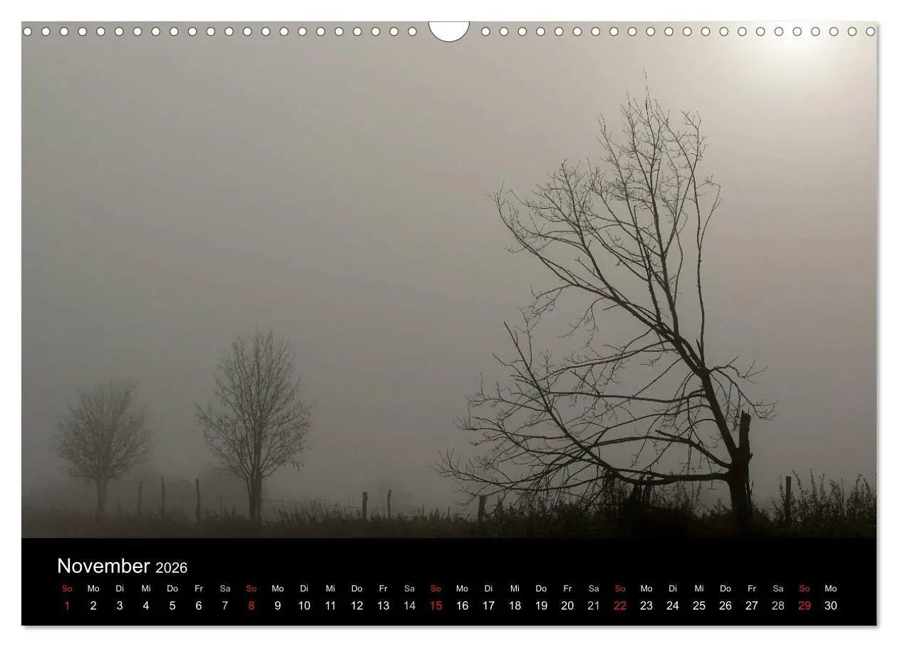 Bild: 9783516186710 | Baumporträts 2026 (Wandkalender 2026 DIN A3 quer), CALVENDO...