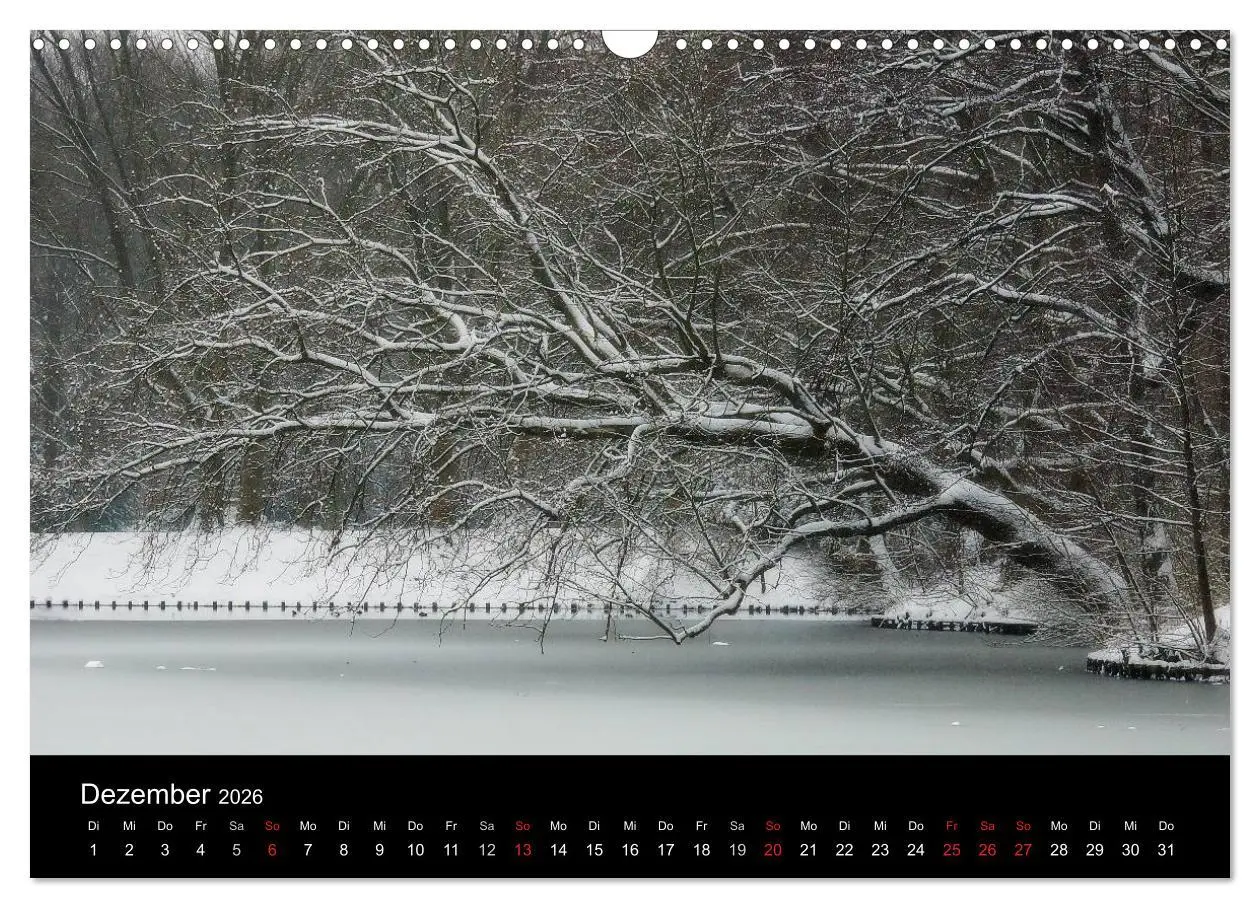 Bild: 9783516186710 | Baumporträts 2026 (Wandkalender 2026 DIN A3 quer), CALVENDO...