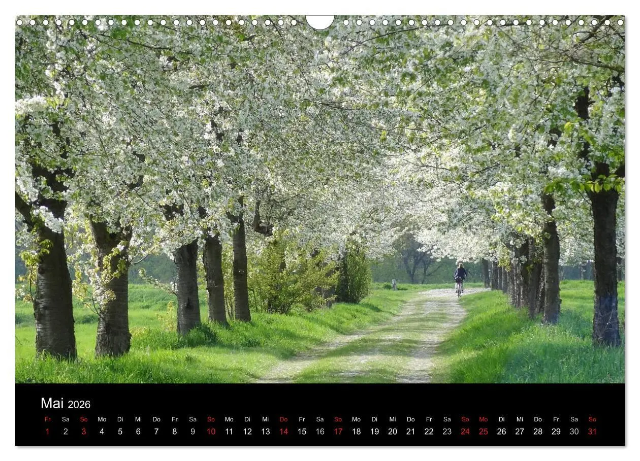 Bild: 9783516186710 | Baumporträts 2026 (Wandkalender 2026 DIN A3 quer), CALVENDO...