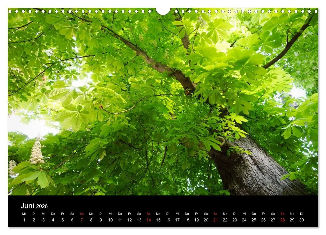 Bild: 9783516186710 | Baumporträts 2026 (Wandkalender 2026 DIN A3 quer), CALVENDO...