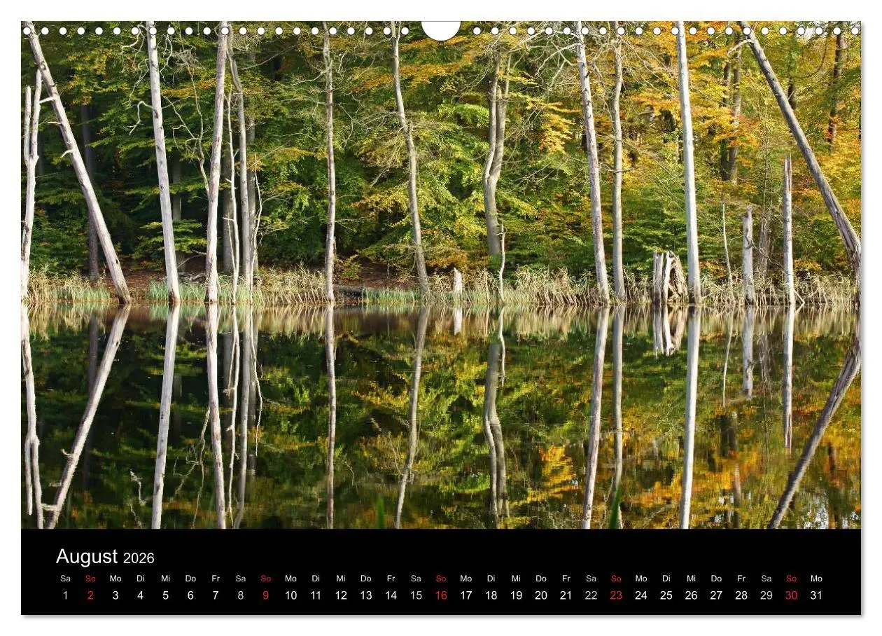 Bild: 9783516186710 | Baumporträts 2026 (Wandkalender 2026 DIN A3 quer), CALVENDO...