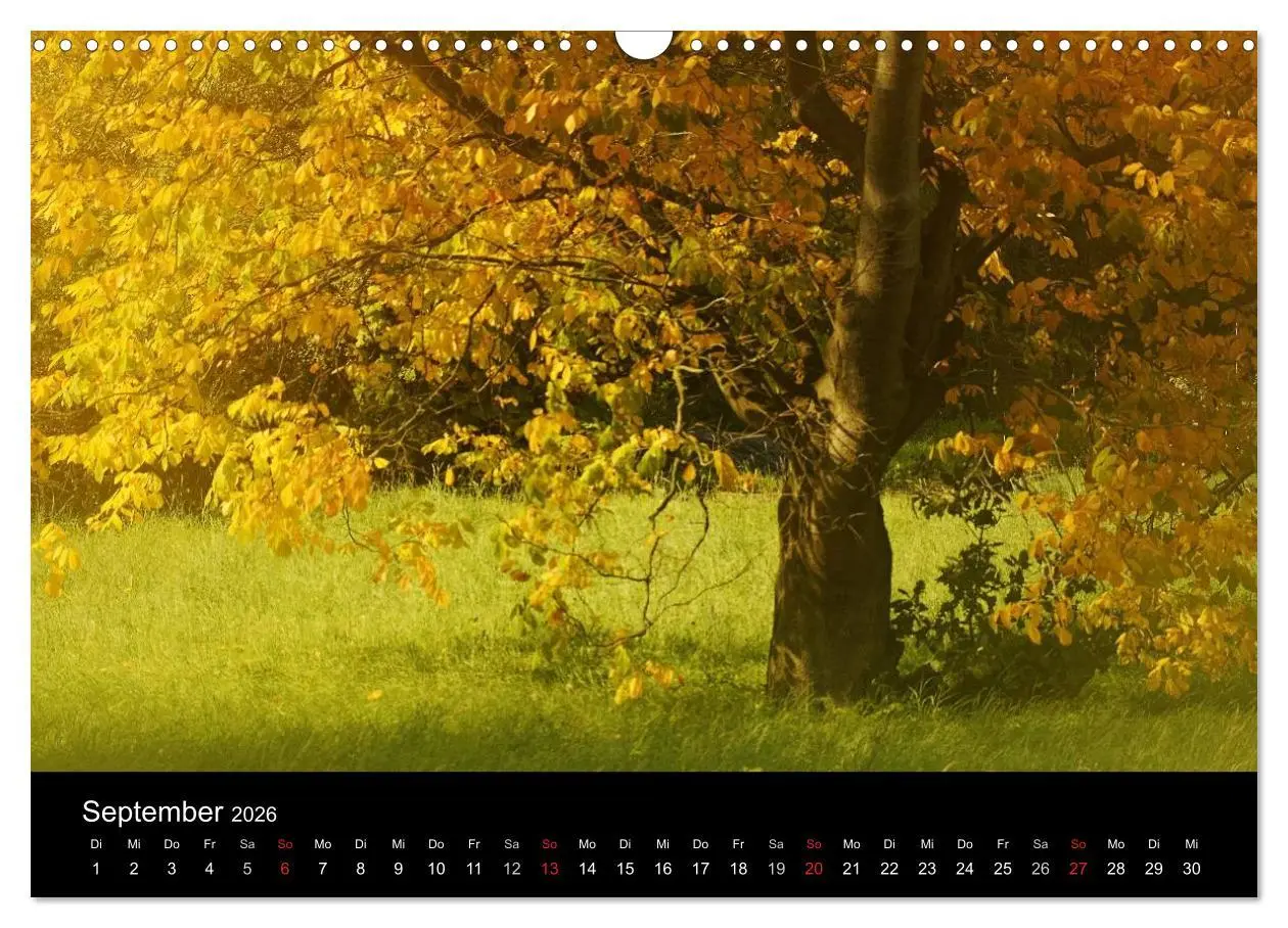 Bild: 9783516186710 | Baumporträts 2026 (Wandkalender 2026 DIN A3 quer), CALVENDO...