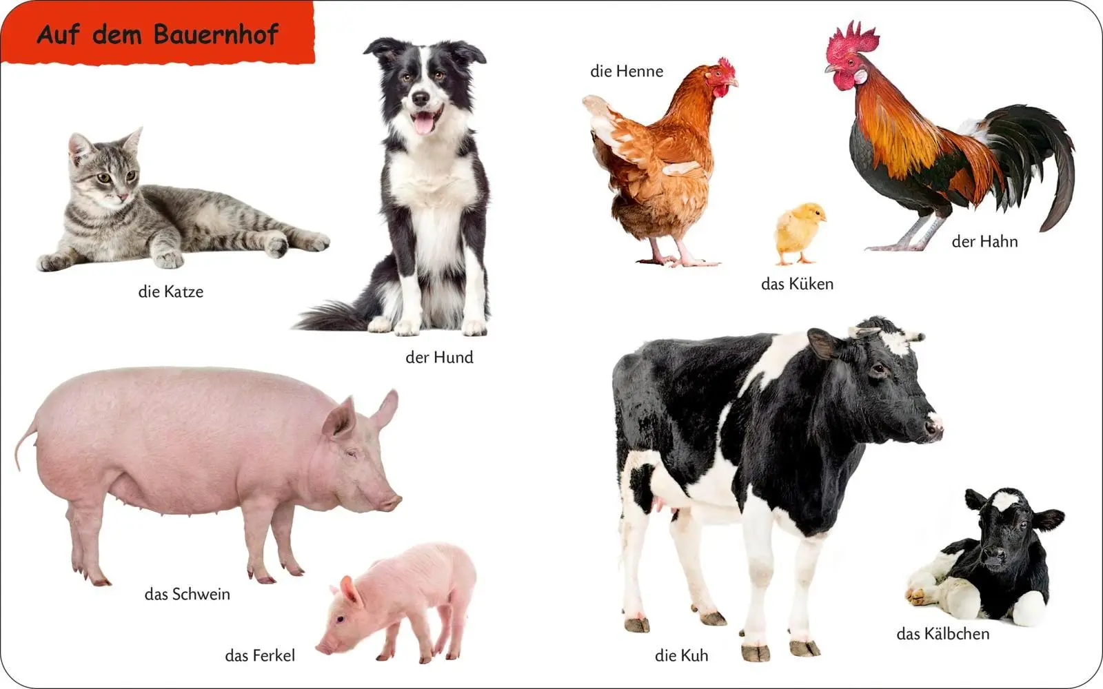 Bild: 9783737336710 | Duden 12+: Kennst du das? Die Tiere | Buch | 28 S. | Deutsch | 2025